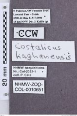 Etikette zu Costalicus kaghanensis  (NHMW-ZOO-COL-0010651)